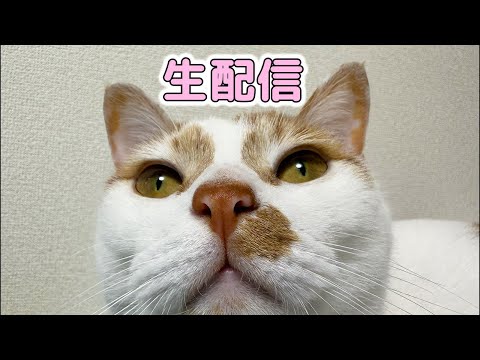 猫とまったり遊びながら生配信！(YouTube)