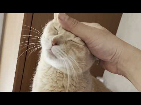 「ワァ～」ちょっと間が抜けた鳴き声の猫(YouTube)