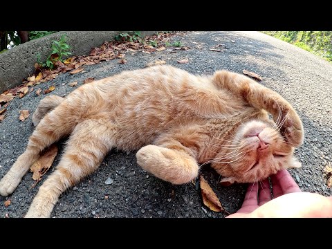 耳折れの茶トラ猫をモフると、ヘソ天ポーズなって甘えてきた(YouTube)