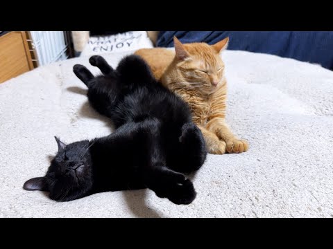 優しくお世話をしてくれる先輩猫のおかげでみんな優しい猫に成長しています(YouTube)