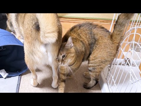 ゼロ距離が苦手な柴犬ですが子ども猫はたくさん甘えれるタイミングを知っています！(YouTube)