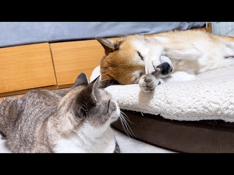 【甘えてくる猫たち】不器用柴犬パパに変化が…(YouTube)