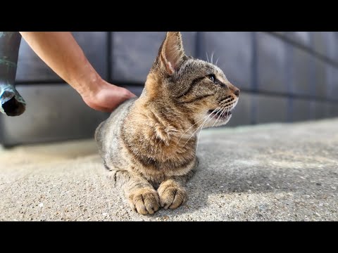 漁港の街の路地裏で出会った猫をナデナデしてきた(YouTube)
