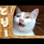 鳥さんを見つけてたくさんお喋りする猫トロしゃん(YouTube)