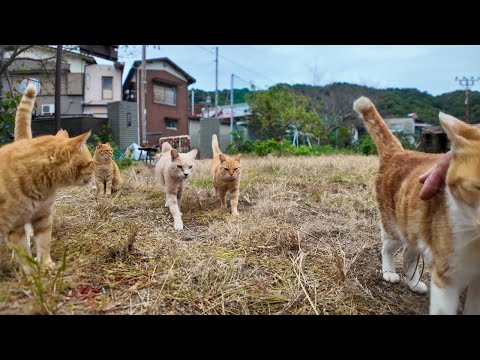 茶トラ猫小学校、生徒たちが登校してきます(YouTube)
