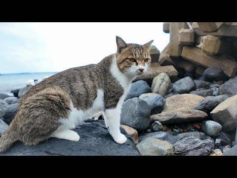 猫島の猫ちゃんたち、海辺で食料の調達です(YouTube)