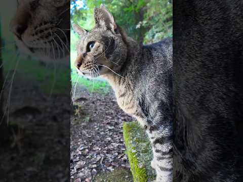 ハイキングコースで出会った猫ちゃん、ベンチの所まで付いてきて隣に座ってきた(YouTube)