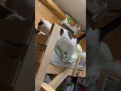 足が・・・短い(YouTube)
