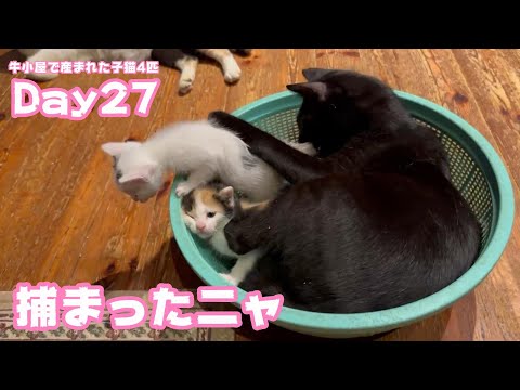 捕まったニャァ 牛小屋で産まれた子猫4匹 Day27  Hana156 OtoRin113 Neo83 Hikari59  2024 10 07 1(YouTube)