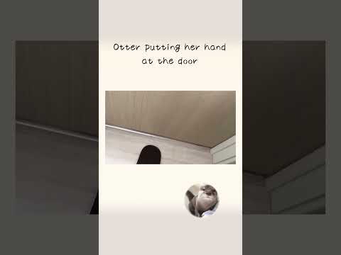 カワウソさくら 飼い主がトイレに入ったらドアから手を突っ込んできた Otter putting her hand at the door(YouTube)