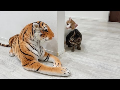 物陰にトラが隠れてたときの子猫たちのリアクションが120点すぎましたwww(YouTube)