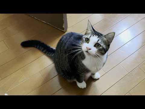 可愛く「ワンワン」て言える猫(YouTube)