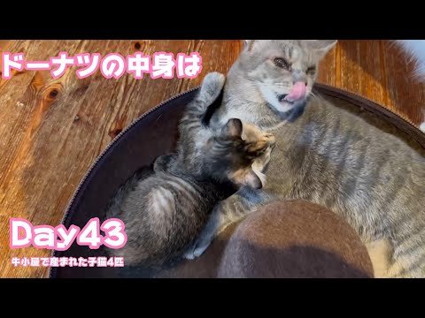 ドーナツの中身は？ 牛小屋で産まれた子猫4匹 Day43  2024 10 23 2(YouTube)