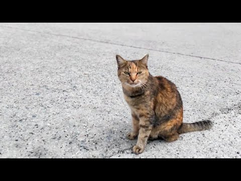 猫島で防波堤に座ると猫が隣に座ってきた(YouTube)