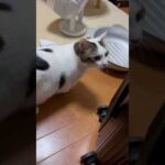 物事は諦めが肝心である(YouTube)