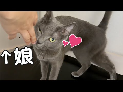 パパよりもやっぱり娘が大好きな猫ハムちゃん！(YouTube)