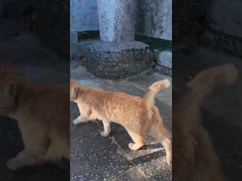 猫島の港近くに神社に猫と一緒に参拝してきた(YouTube)