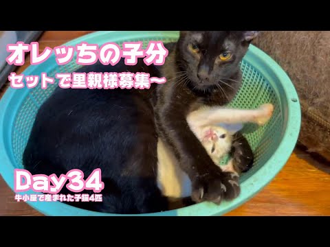 オレッちの子分 一緒に里親様募集だニャ～  牛小屋で産まれた子猫4匹 Day34  2024 10 14 2(YouTube)