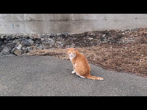 感動猫動画 のライブ配信(YouTube)