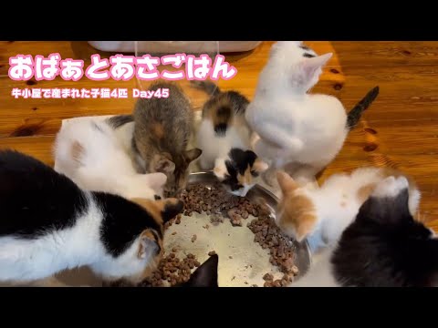 おばぁと朝ご飯  牛小屋で産まれた子猫4匹 Day45 Hana178 Neo101 Sora76 2024 10 25 1(YouTube)