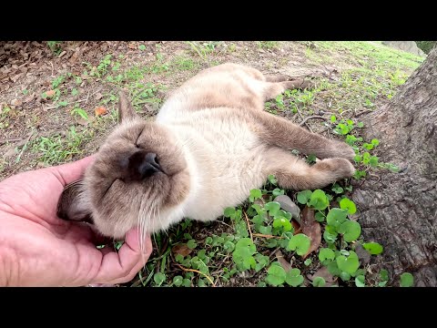 色違いの三匹の猫ちゃんが公園の広場で脱力して寝転がる(YouTube)