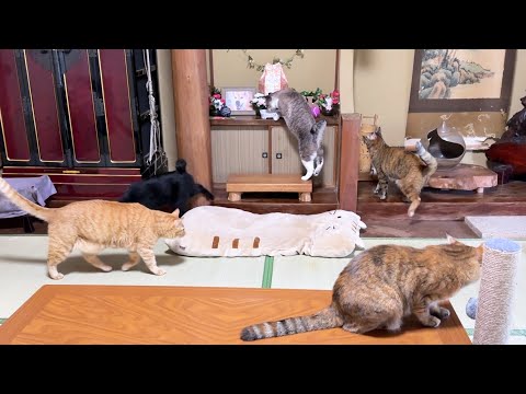 毎日柴犬ママにご挨拶する大家族の猫たち(YouTube)