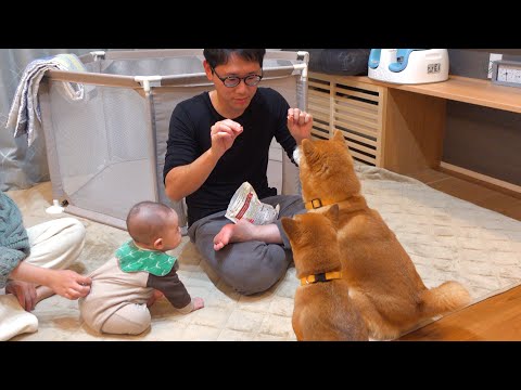 弟の新居に行ったら柴犬に紛れ込む赤ちゃんが可愛すぎた。(YouTube)
