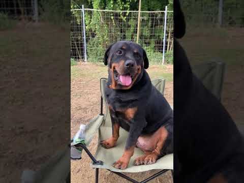 無敵のロットワイラー権蔵 #shorts #rottweiler #ロットワイラー(YouTube)