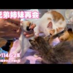 再会？初めまして？ 牛小屋で産まれた子猫6匹 Day114  2024 10 08 2(YouTube)