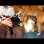 術後の子猫が心配すぎて、柴犬姉限界を超える。(YouTube)