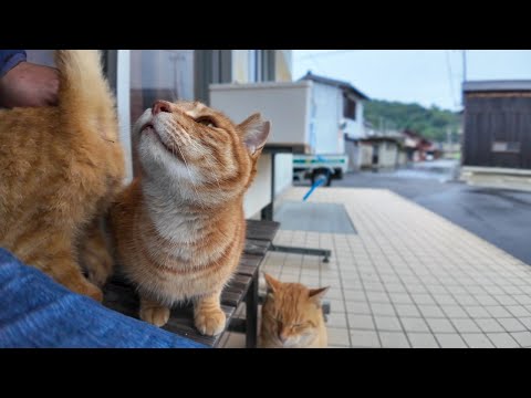 雨が降り出したので島の農協事務所の軒先で雨宿りしていたら猫も雨宿りに集まってきた(YouTube)
