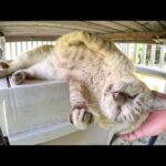 テーブルの下を覗いたら、おじいちゃんシャム猫がリラックスしていた(YouTube)