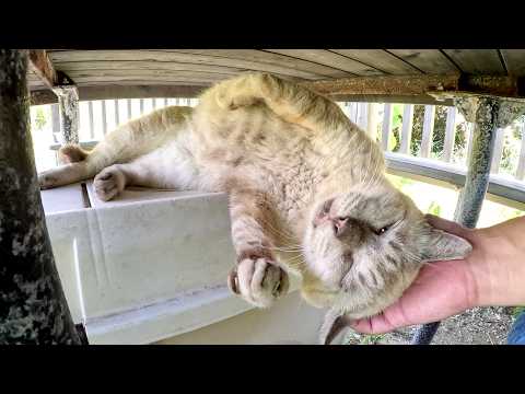 テーブルの下を覗いたら、おじいちゃんシャム猫がリラックスしていた(YouTube)