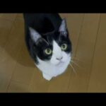 娘のことを徹底的に無視する猫(YouTube)