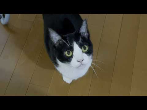 娘のことを徹底的に無視する猫(YouTube)