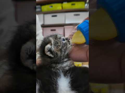 ミルクボランティアの活動を行っているYouTube仲間の「ねこねこチャンネル」さんの家に遊びに行ってきた。(YouTube)