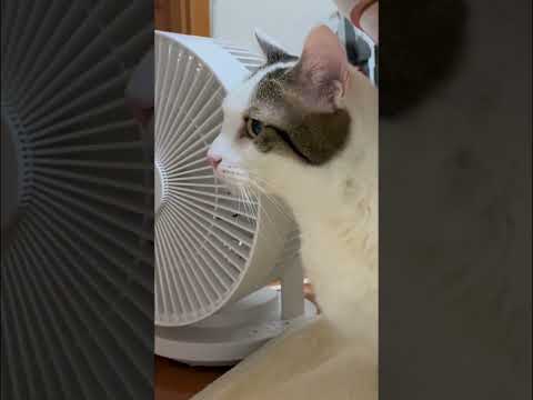 あっなんか食いよった ！(YouTube)