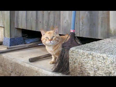 【隠れキャラ】猫島の港近くの神社に行くといつもの猫たちに加えて顔横長の茶トラ猫ちゃんも顔を出した(YouTube)