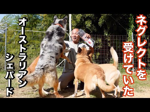 オーストラリアンシェパードMixシュンくん やっとジャーキー食べました(YouTube)