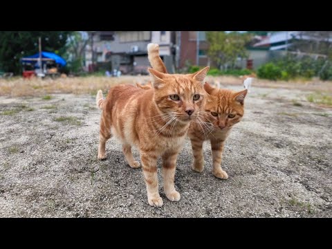 茶トラ猫小学校の全校集会(YouTube)