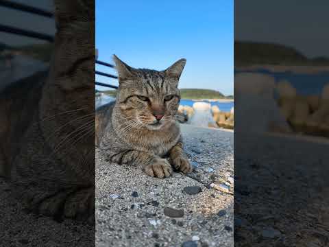 怒る猫(YouTube)