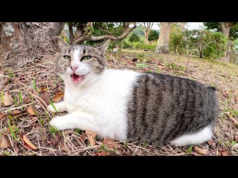 土手で寝そべっていたキジシロ猫がメチャクチャ可愛い声で甘えてきた(YouTube)