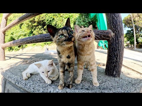 美しい海を見ながら歩いていたら、猫の軍団がお出迎えしてくれた(YouTube)