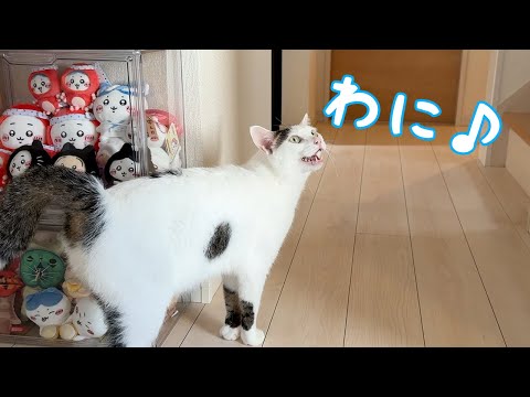突然「わに」と喋る猫チロさん！(YouTube)