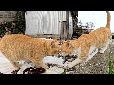 島を歩いていると、猫の大群と遭遇した(YouTube)