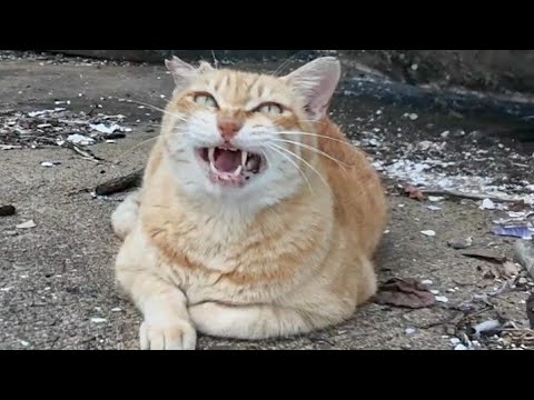 切符売場の受付猫ちゃん、フェリー最終便が出港して休憩中です(YouTube)