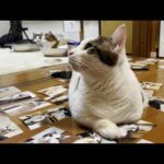 2025年ひのき猫カレンダー、全部見せます(YouTube)