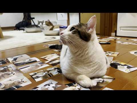 2025年ひのき猫カレンダー、全部見せます(YouTube)