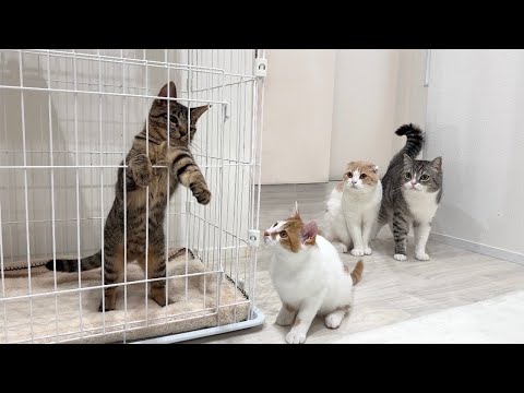 暴れん坊な子猫をケージに入れたら心配した猫たちがこうなっちゃってました…(YouTube)
