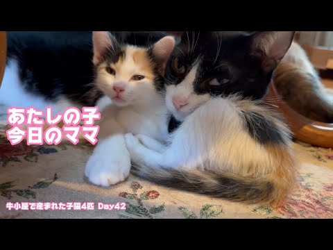 あたしの子は三毛 今日のママはハチワレ 牛小屋で産まれた子猫4匹 Pech Ponyo Ten Umi Day42  2024 10 22 2(YouTube)